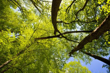 Güzel yeşil dağ orman Polonya