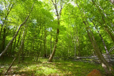 Güzel yeşil dağ orman Polonya