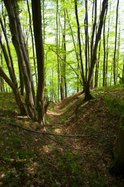 Güzel yeşil dağ orman Polonya