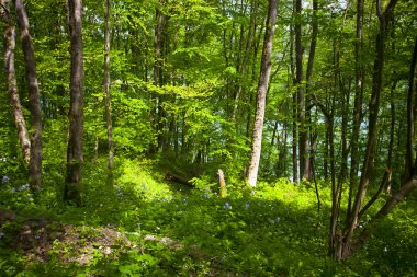 Güzel yeşil dağ orman Polonya