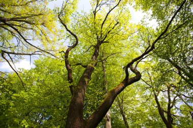 Güzel yeşil dağ orman Polonya