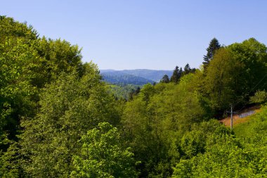 Güzel yeşil dağ orman Polonya