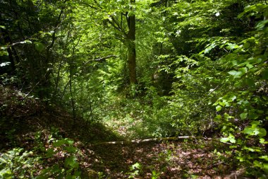 Güzel yeşil dağ orman Polonya