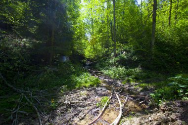 Güzel yeşil dağ orman Polonya