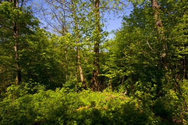 Güzel yeşil dağ orman Polonya