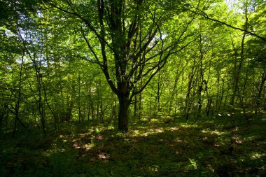 Güzel yeşil dağ orman Polonya