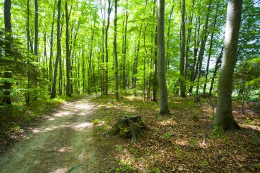 Güzel yeşil dağ orman Polonya