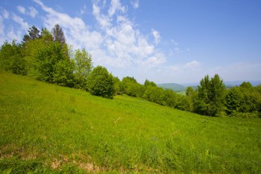 Güzel yeşil dağ orman Polonya yakınındaki çayır