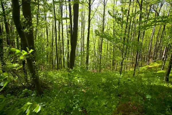 Mooie Groene Bergbos Polen — Stockfoto