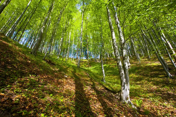 Mooie Groene Bergbos Polen — Stockfoto