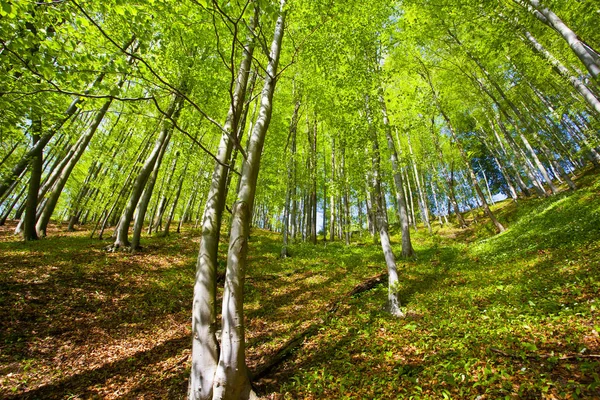 Hermoso Bosque Montaña Verde Polonia — Foto de Stock