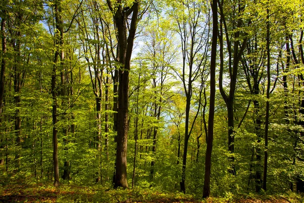 Mooie Groene Bergbos Polen — Stockfoto