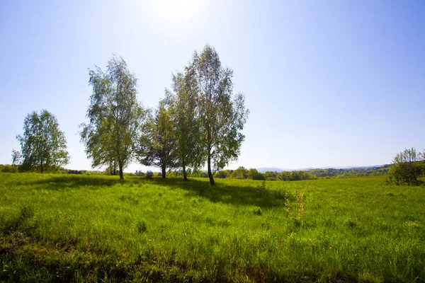 Rét Közelében Gyönyörű Zöld Erdők Lengyelországban — Stock Fotó