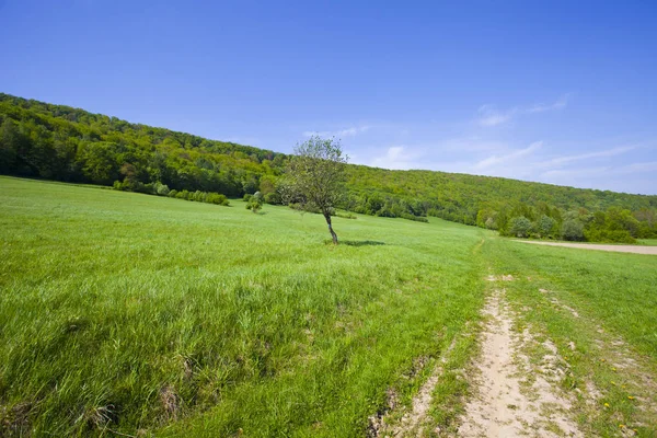 Meadow Beautiful Green Mountain Forest Poland — Stock Photo, Image