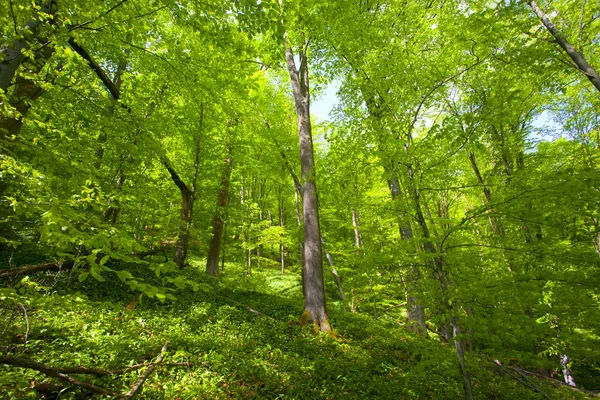 美丽的绿色山森林在波兰 — 图库照片