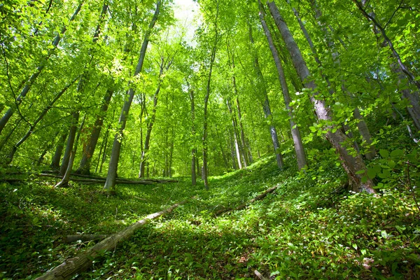 Bella Foresta Verde Montagna Polonia — Foto Stock
