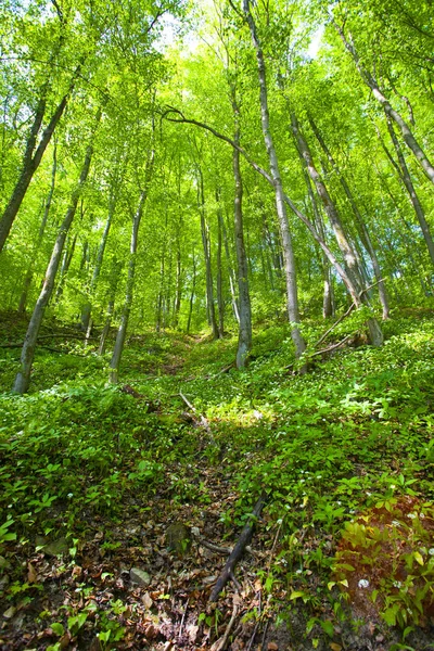 Hermoso Bosque Montaña Verde Polonia —  Fotos de Stock
