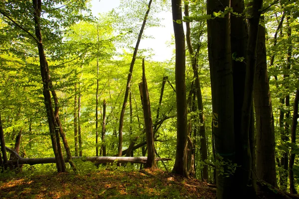 美丽的绿色山森林在波兰 — 图库照片