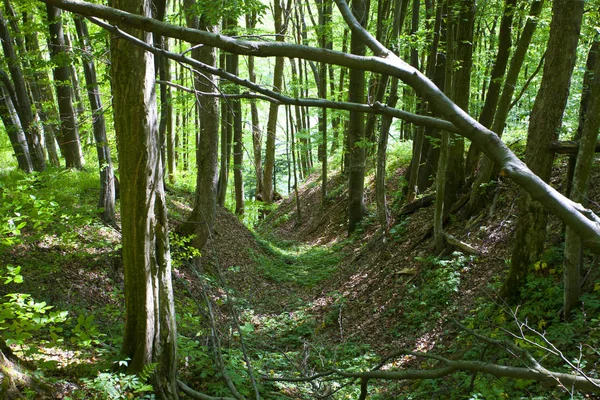 Όμορφο Καταπράσινο Ορεινό Δάσος Στην Πολωνία — Φωτογραφία Αρχείου