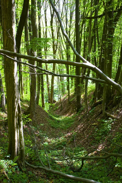 Krásný Zelený Horský Les Polsku — Stock fotografie