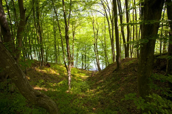 Mooie Groene Bergbos Polen — Stockfoto