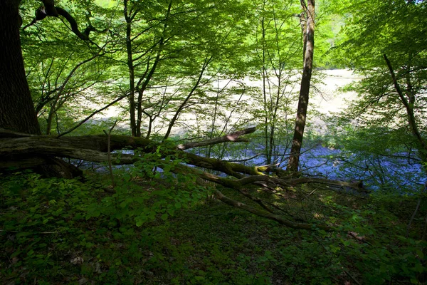 Rio Floresta Montanha Verde Polônia — Fotografia de Stock