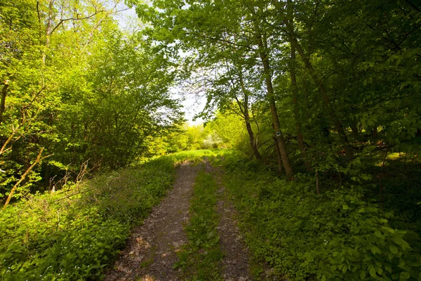 路在绿色山森林在波兰 — 图库照片