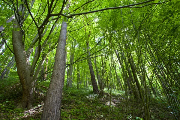 Mooie Groene Bergbos Polen — Stockfoto