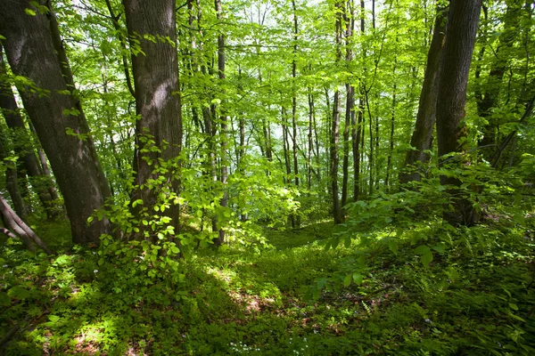 Красивые Зеленые Горные Леса Польше — стоковое фото