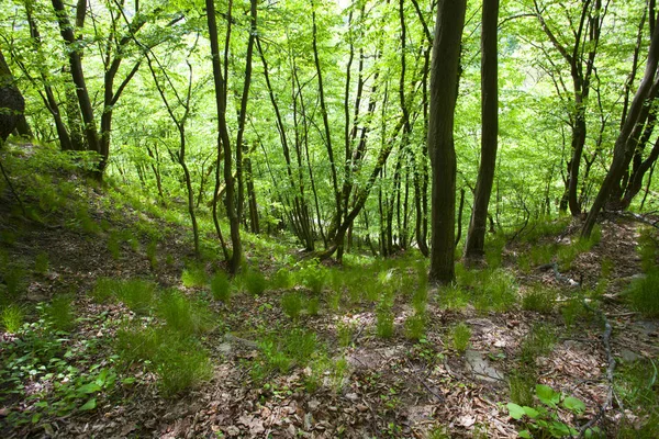 Beautiful Green Mountain Forest Poland — Stock Photo, Image