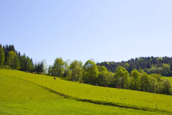 Meadow Beautiful Green Mountain Forest Poland — Stock Photo, Image