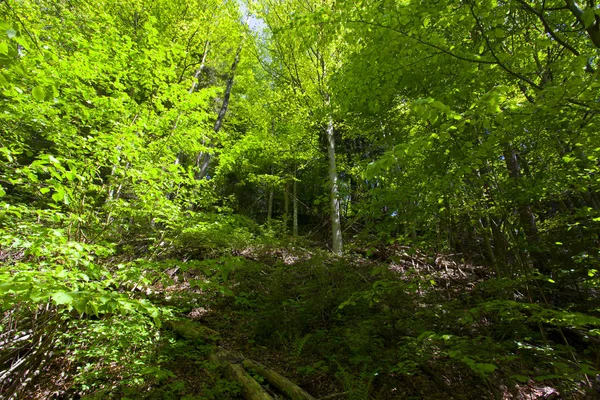 Hermoso Bosque Montaña Verde Polonia — Foto de Stock