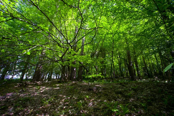 美丽的绿色山森林在波兰 — 图库照片