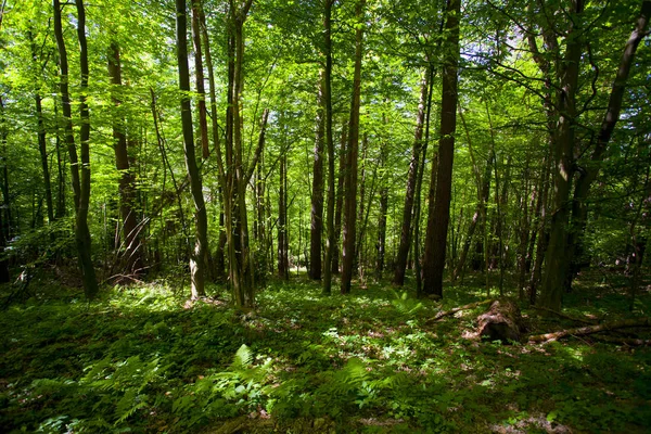 Beautiful Green Mountain Forest Poland — Stock Photo, Image