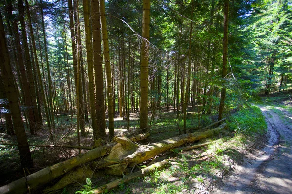 Camino Verde Bosque Montaña Polonia —  Fotos de Stock