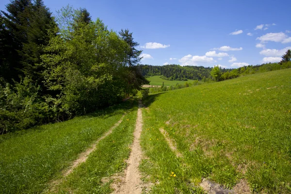 Wiese Der Nähe Von Wunderschönem Grünen Bergwald Polen — Stockfoto