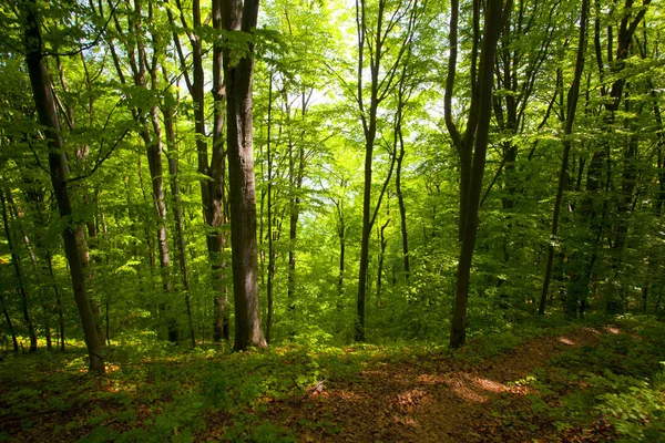 Bela Floresta Montanha Verde Polônia — Fotografia de Stock