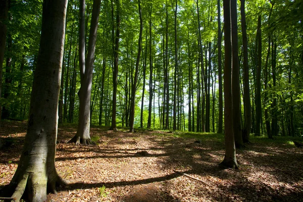 Mooie Groene Bergbos Polen — Stockfoto