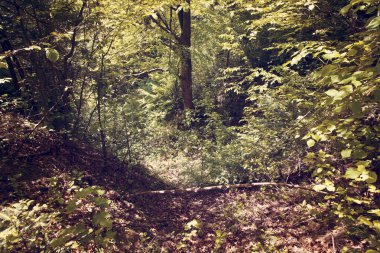 Dağlar, Bieszczady Dağlar, Polonya Avrupa'nın orman ile peyzaj