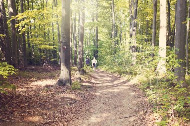 Dağlar, Bieszczady Dağlar, Polonya Avrupa'nın orman ile peyzaj
