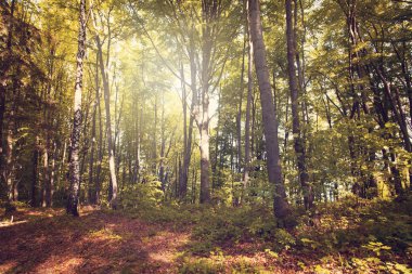 Bieszczady Dağlar, Polonya, Avrupa'nın yaz günbatımı