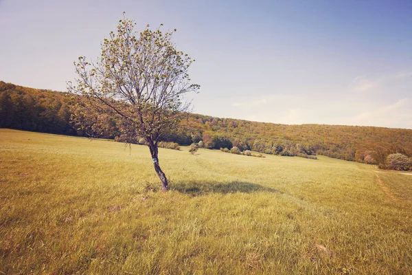 Paysage Des Montagnes Bieszczady Mountains Pologne Europe — Photo