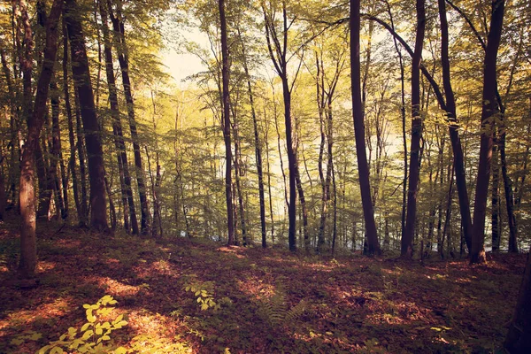 Dağlar Bieszczady Dağlar Polonya Avrupa Nın Peyzaj — Stok fotoğraf