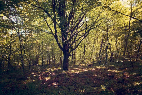 Berglandschaft Mit Wald Bieszczady Gebirge Polen Europa — Stockfoto