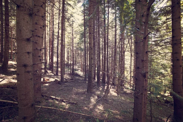 Paesaggio Montagne Con Foresta Bieszczady Montagne Polonia Europa — Foto Stock