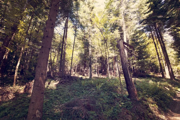 Paysage Montagnes Avec Forêt Dans Les Montagnes Bieszczady Pologne Europe — Photo