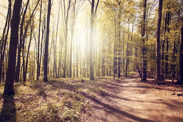 Sommar Solnedgång Bieszczady Bergen Polen Europa — Stockfoto