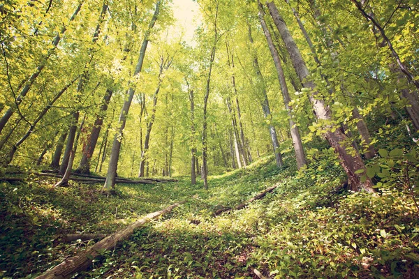 ビェシチャディ山脈 ポーランド ヨーロッパの森と山の風景 — ストック写真