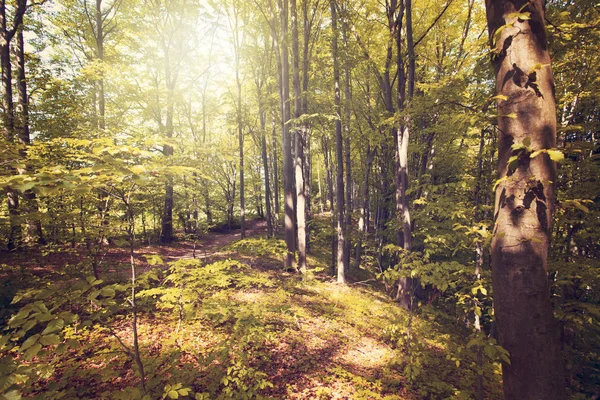 Pôr Sol Verão Bieszczady Mountains Polônia Europa — Fotografia de Stock