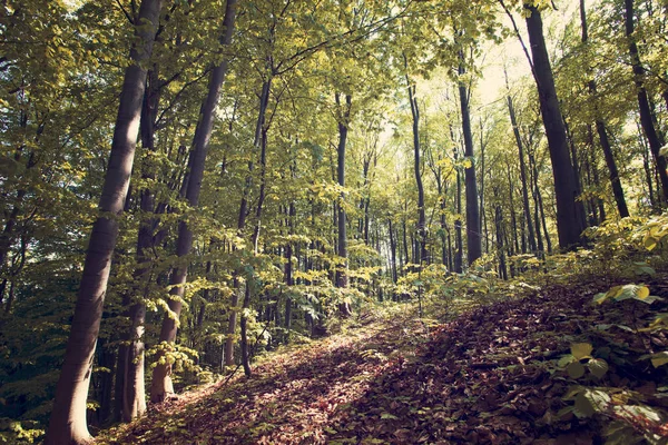 Пейзаж Гор Лесом Горах Бещады Польша Европа — стоковое фото